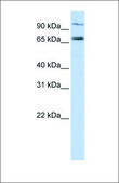 Anti-TAP1 antibody produced in rabbit affinity isolated antibody