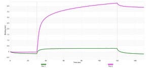 Anti-CDKL5 Antibody, clone 2J15 ZooMAb&#174; Rabbit Monoclonal recombinant, expressed in HEK 293 cells