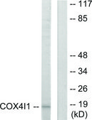Anti-COX41 antibody produced in rabbit affinity isolated antibody