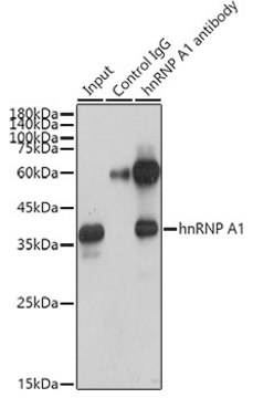 Anti-hnRNP A1 Antibody, clone 10N0F4, Rabbit Monoclonal