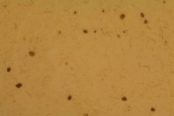 Anti-Synuclein &#945; Antibody, clone 7B12.2 culture supernatant, clone 7B12.2, Chemicon&#174;