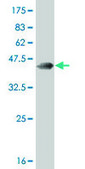 ANTI-RARA antibody produced in mouse clone 4B3, purified immunoglobulin, buffered aqueous solution