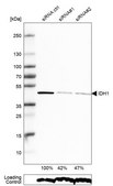 Anti-IDH1 antibody produced in rabbit Prestige Antibodies® Powered by Atlas Antibodies, affinity isolated antibody, buffered aqueous glycerol solution