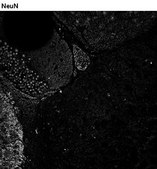 Anti-Histone H1E frameshift Antibody, clone 1D8 ZooMAb&#174; Rabbit Monoclonal recombinant, expressed in HEK 293 cells