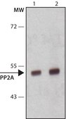 Anti-PP2A subunit B isoform PR55-&#945; antibody, Mouse monoclonal clone 2G9, purified from hybridoma cell culture