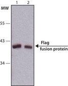 Monoclonal ANTI-FLAG&#174; antibody produced in rabbit clone SIG1-25, ascites fluid