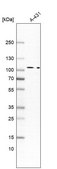 Anti-MAP4K5 antibody produced in rabbit Prestige Antibodies&#174; Powered by Atlas Antibodies, affinity isolated antibody, buffered aqueous glycerol solution