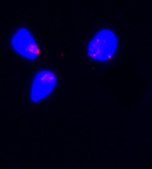 Monoclonal ANTI-FLAG&#174; antibody produced in rabbit clone SIG1-25, ascites fluid