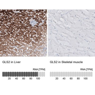 Monoclonal Anti-GLS2 antibody produced in mouse Prestige Antibodies&#174; Powered by Atlas Antibodies, clone CL7716, purified immunoglobulin, buffered aqueous glycerol solution