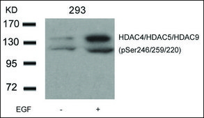 Anti-phospho-HDAC9/HDAC4/HDAC5 (pSer246/pSer259/pSer220) antibody produced in rabbit affinity isolated antibody