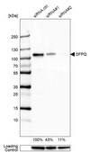 Anti-SFPQ antibody produced in rabbit Prestige Antibodies&#174; Powered by Atlas Antibodies, affinity isolated antibody, buffered aqueous glycerol solution