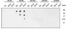 Anti-trimethyl-Histone H3 (Lys9) Antibody, clone 6F12-H4 clone 6F12-H4, from mouse