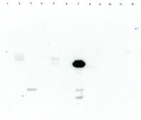 Lectin from Bandeiraea simplicifolia (Griffonia simplicifolia) Isolectin B4 (BSI-B4), peroxidase conjugate, lyophilized powder