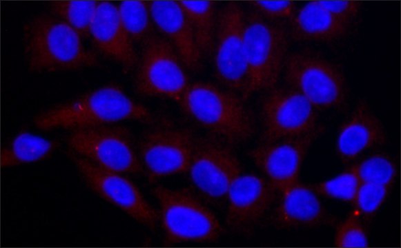 Anti-ALIX (C-terminal) antibody produced in rabbit ~1.0&#160;mg/mL, affinity isolated antibody
