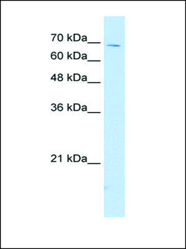 Anti-IL18RAP antibody produced in rabbit IgG fraction of antiserum