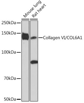Anti-Collagen VI/COL6A1 Antibody, clone 7J1P4, Rabbit Monoclonal