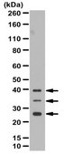 Anti-VEGF-B Antibody 1&#160;mg/mL, from rabbit