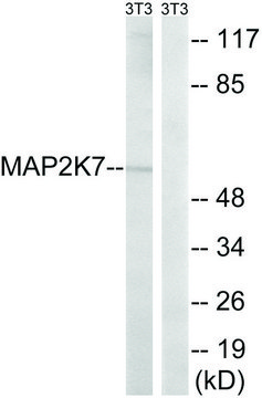 Anti-MAP2K7 antibody produced in rabbit affinity isolated antibody
