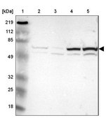 Anti-TXNRD1 antibody produced in rabbit Prestige Antibodies&#174; Powered by Atlas Antibodies, affinity isolated antibody, buffered aqueous glycerol solution