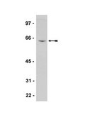 Anti-PLK1 Antibody, clone 35-206 clone 35-206, Upstate&#174;, from mouse