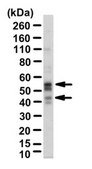 Anti-Monocarboxylate Transporter 1 Antibody from chicken, purified by affinity chromatography