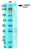 Monoclonal Anti-Mglur1/5 - Atto 488 antibody produced in mouse clone S75-33, purified immunoglobulin