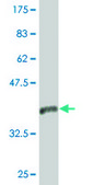 Monoclonal Anti-VPS26A, (C-terminal) antibody produced in mouse clone 1C4, purified immunoglobulin, buffered aqueous solution