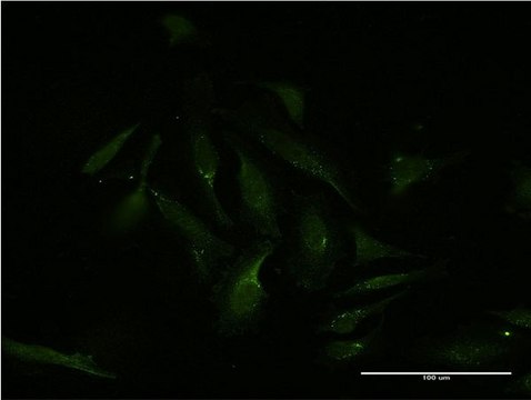 Monoclonal Anti-MEF2D antibody produced in mouse clone 3A11, purified immunoglobulin, buffered aqueous solution