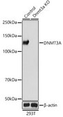 Anti- DNMT3A antibody produced in rabbit