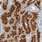 Anti-ANPEP antibody produced in rabbit Prestige Antibodies&#174; Powered by Atlas Antibodies, affinity isolated antibody, buffered aqueous glycerol solution