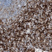 Anti-TBXAS1 antibody produced in rabbit Prestige Antibodies® Powered by Atlas Antibodies, affinity isolated antibody, buffered aqueous glycerol solution