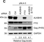 Anti-ALKBH5 antibody produced in rabbit Prestige Antibodies&#174; Powered by Atlas Antibodies, affinity isolated antibody, buffered aqueous glycerol solution