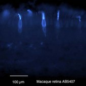 Anti-Opsin Antibody, blue Chemicon&#174;, from rabbit