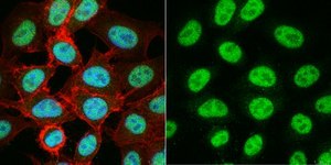 Anti-TATA-Binding-Protein Antibody ascites fluid, Chemicon&#174;