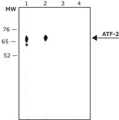 Anti-ATF-2 (SS-16) antibody produced in rabbit affinity isolated antibody, buffered aqueous solution
