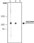 Anti-INCENP antibody produced in rabbit IgG fraction of antiserum, buffered aqueous solution