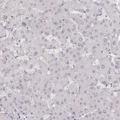 Anti-HNF4G antibody produced in rabbit Prestige Antibodies&#174; Powered by Atlas Antibodies, affinity isolated antibody, buffered aqueous glycerol solution