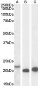 Anti-IL18 antibody produced in goat affinity isolated antibody, buffered aqueous solution