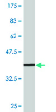 Monoclonal Anti-TNFSF13B antibody produced in mouse clone 3G6, purified immunoglobulin, buffered aqueous solution