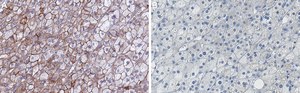 Anti-Flotillin 1 Antibody, clone 1F12-L1 ZooMAb&#174; Rabbit Monoclonal recombinant, expressed in HEK 293 cells