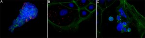 Anti- Proteus mirabilis antibody produced in rabbit IgG fraction of antiserum