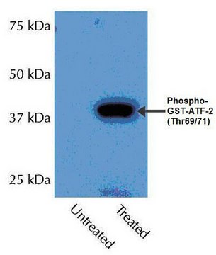 Anti-phospho-p38&#945; (Thr180/Tyr182) Antibody Upstate&#174;, from rabbit