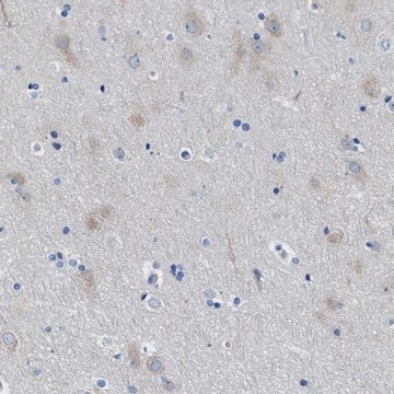 Anti-ITPR1 antibody produced in rabbit Prestige Antibodies&#174; Powered by Atlas Antibodies, affinity isolated antibody, buffered aqueous glycerol solution