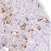 Anti-POMC antibody produced in rabbit Prestige Antibodies&#174; Powered by Atlas Antibodies, affinity isolated antibody