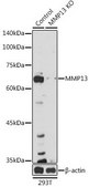 Anti- MMP13 antibody produced in rabbit