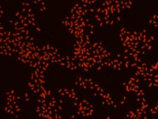 Proteus FISH probe - Cy3 Probe for fluorescence in situ hybridization (FISH),20 &#956;M in water