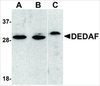 Anti-DEDAF antibody produced in rabbit affinity isolated antibody, buffered aqueous solution