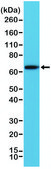 Anti-PLAP antibody, Rabbit monoclonal recombinant, expressed in HEK 293 cells, clone RM317, purified immunoglobulin