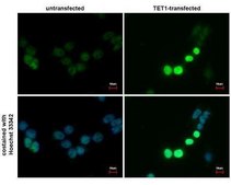 Monoclonal Anti-TET1 antibody produced in mouse clone GT1462, affinity isolated antibody, buffered aqueous solution