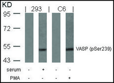 Anti-phospho-VASP (pSer239) antibody produced in rabbit affinity isolated antibody